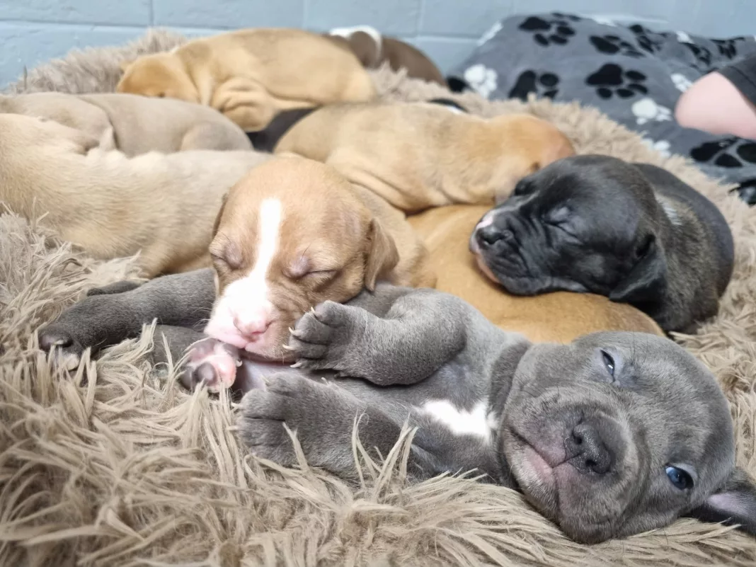 Newcastle Dog & Cat Shelter's 'Carabao Pups' (12) Puppy Power! Meet the Shelter Squad Named After Newcastle United’s Starting XI