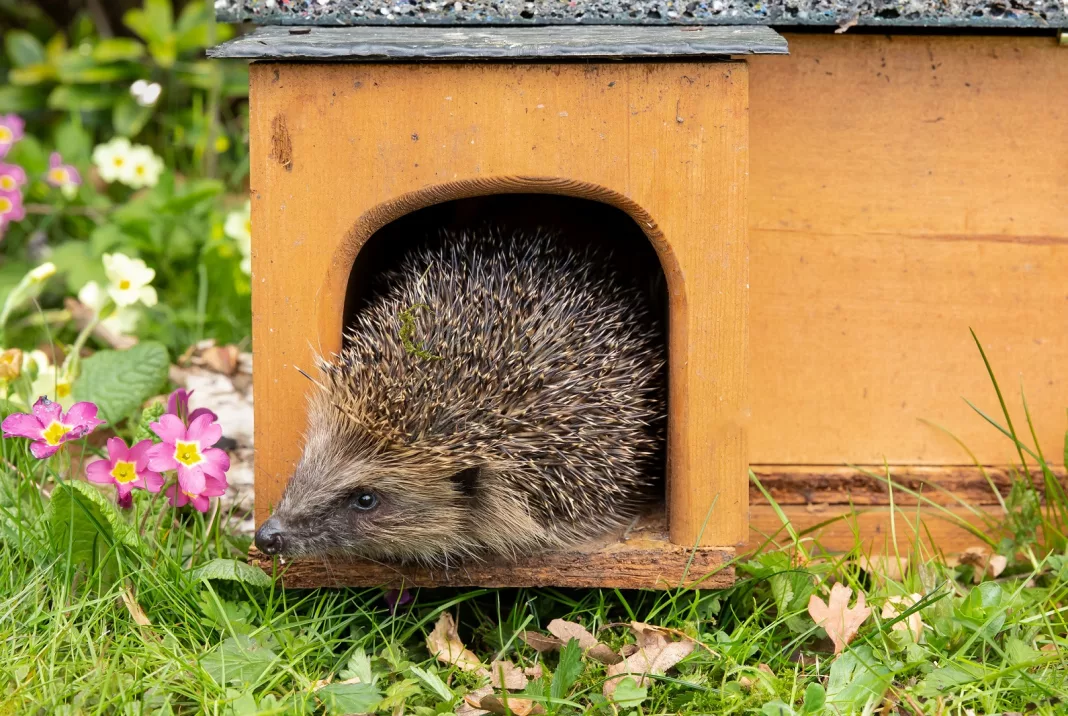 A hedgehog in a house Hedgehogs Steal the Show at Gosforth’s Three Mile Summer Fayre