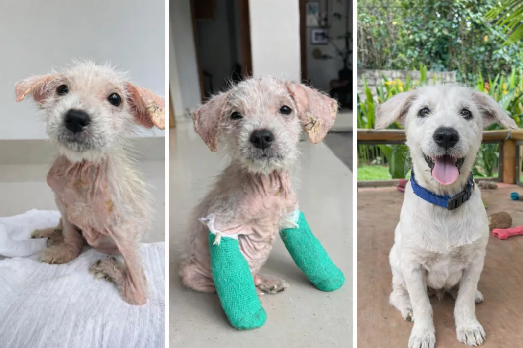 8134429e-92ba-43cd-8bc7-c1fea47e01bf North Tyneside Woman Raises Funds to Bring Rescued Bali Puppy Home