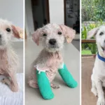 North Tyneside Woman Raises Funds to Bring Rescued Bali Puppy Home