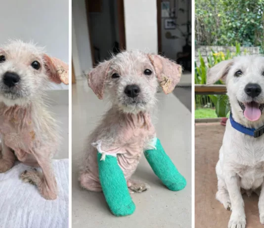 North Tyneside Woman Raises Funds to Bring Rescued Bali Puppy Home North Tyneside Woman Raises Funds to Bring Rescued Bali Puppy Home