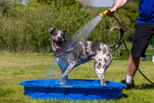 RSPCA Shares Summer Safety Advice for Pets Across the North East