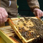 Native Northumberland Honey Bees Given Safe Haven Through Alnwick Conservation Project