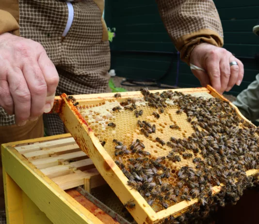 Native Northumberland Honey Bees Given Safe Haven Through Alnwick Conservation Project Native Northumberland Honey Bees Given Safe Haven Through Alnwick Conservation Project