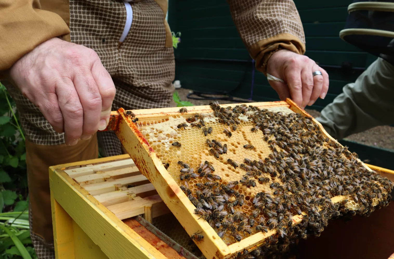 Native Northumberland Honey Bees Given Safe Haven Through Alnwick Conservation Project - Newcastle Magazine - Your source for inspiring Newcastle news