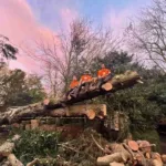South Shields Tree Surgeons Celebrate Ten Years in Business