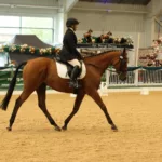 Northumberland Ex-Racehorse Anythingtoday Heads to RoR Championships