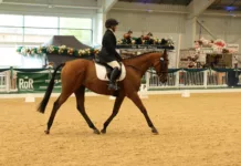 Northumberland Ex-Racehorse Anythingtoday Heads to RoR Championships Northumberland Ex-Racehorse Anythingtoday Heads to RoR Championships